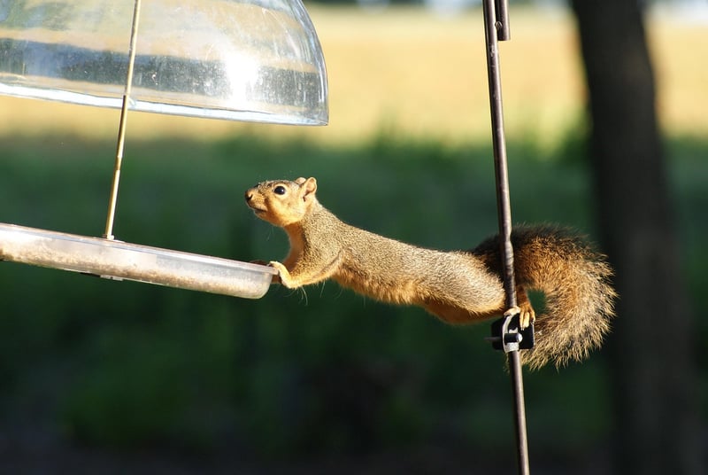 Acrobatics Performance